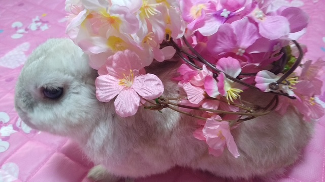 プリンセスラビット tweet media