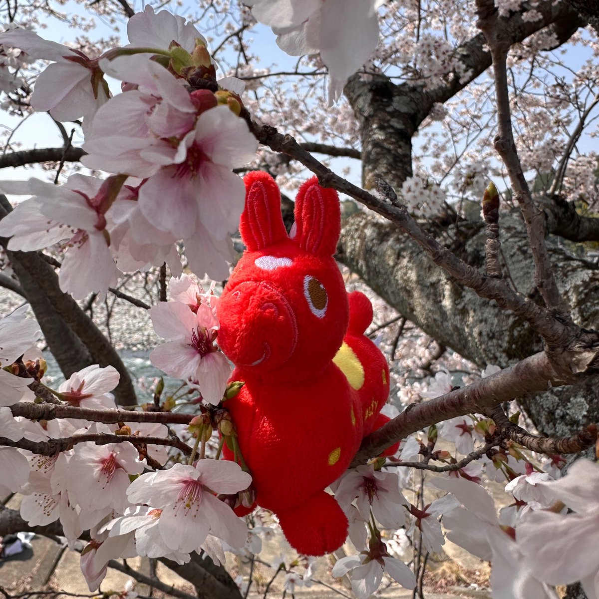 RODY（ロディ） tweet media