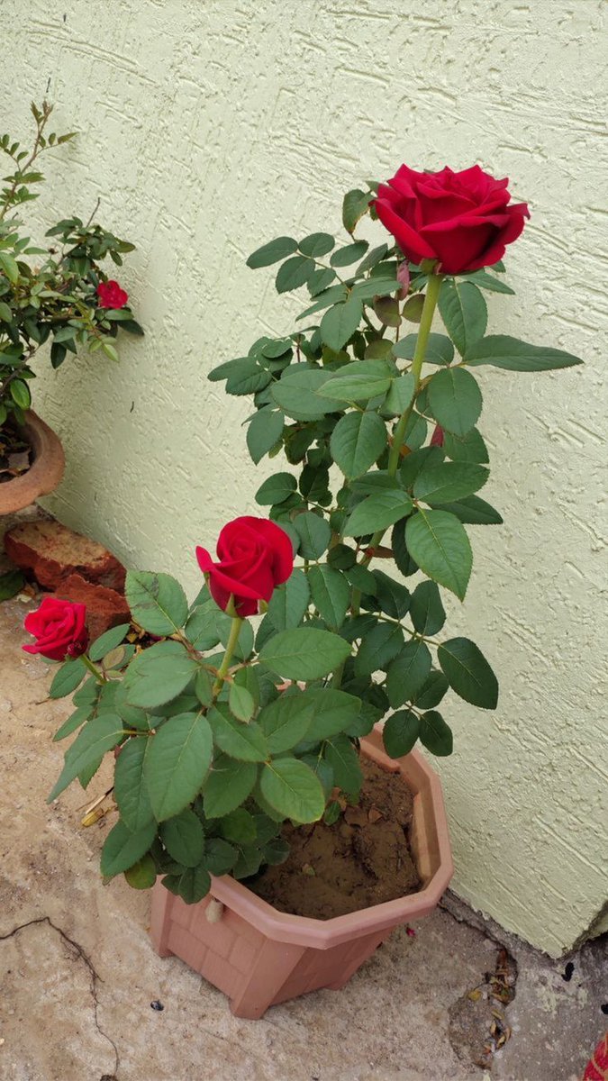 श्री कृष्ण सखि....✨ tweet media