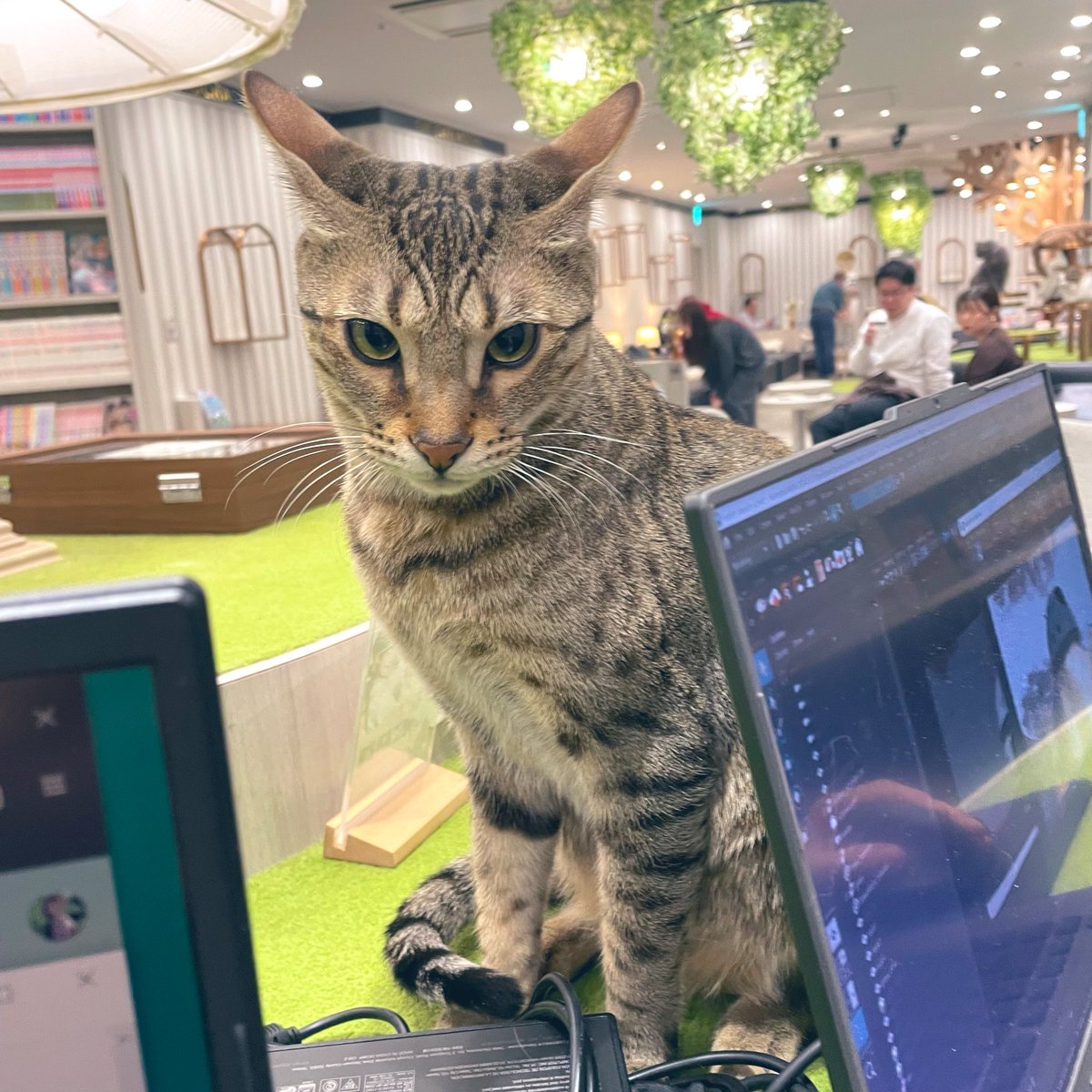 Laura Shigihara (鴫原ローラ ) 🍰🧋 tweet media