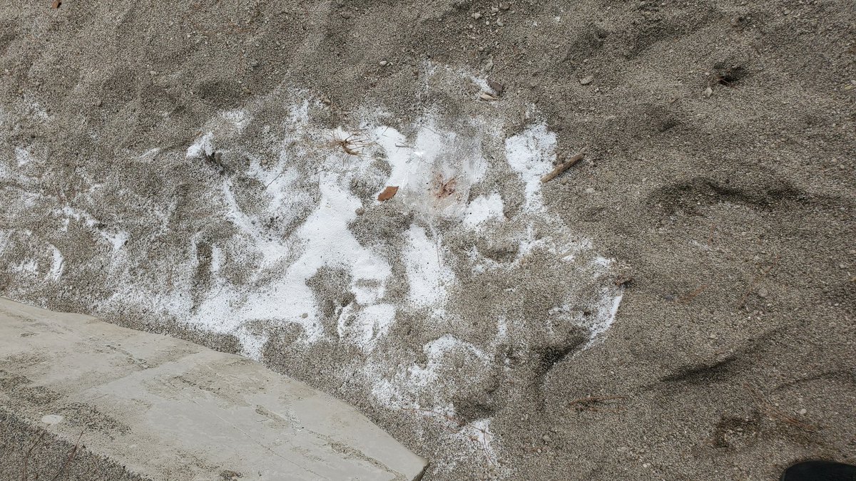 はまもと ばく@ゴカイの伝導師 tweet media