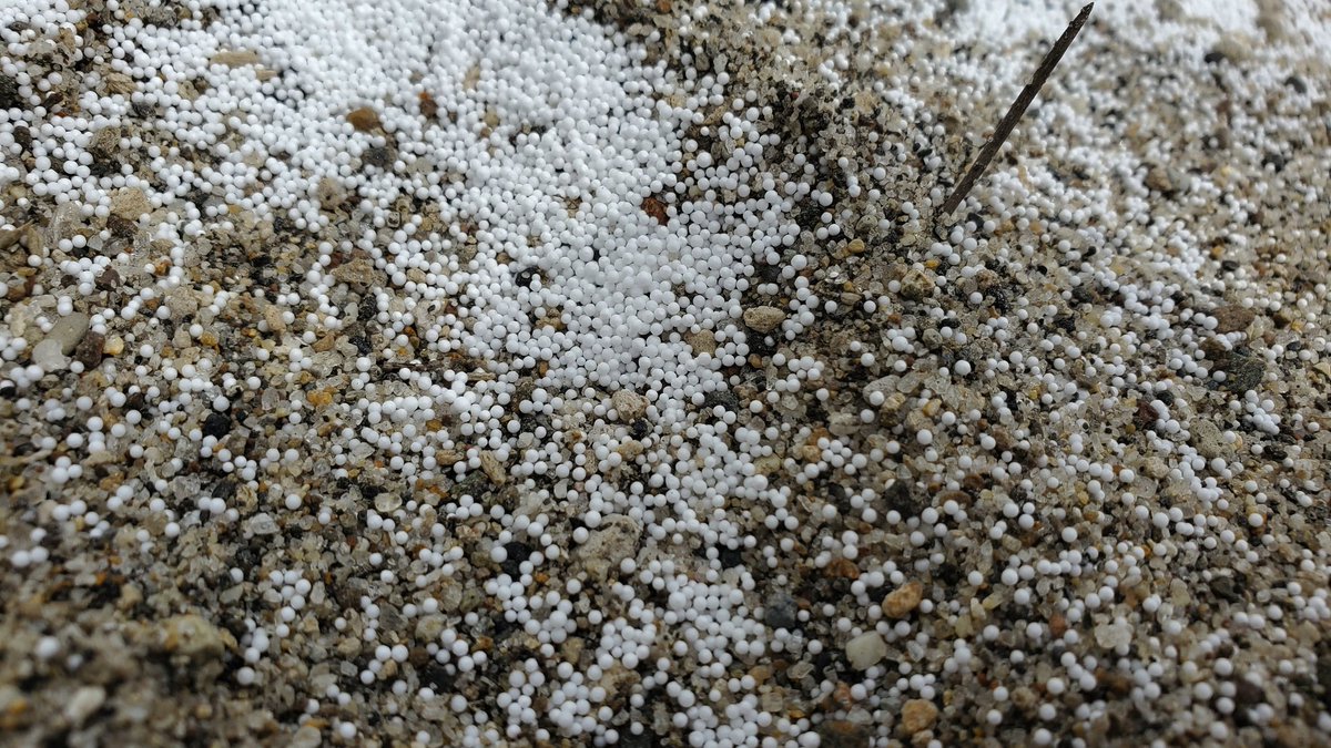 はまもと ばく@ゴカイの伝導師 tweet media