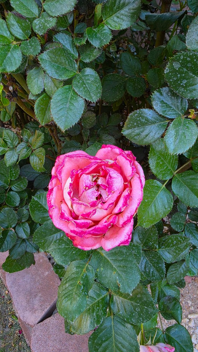 FREEDOM_777 tweet media