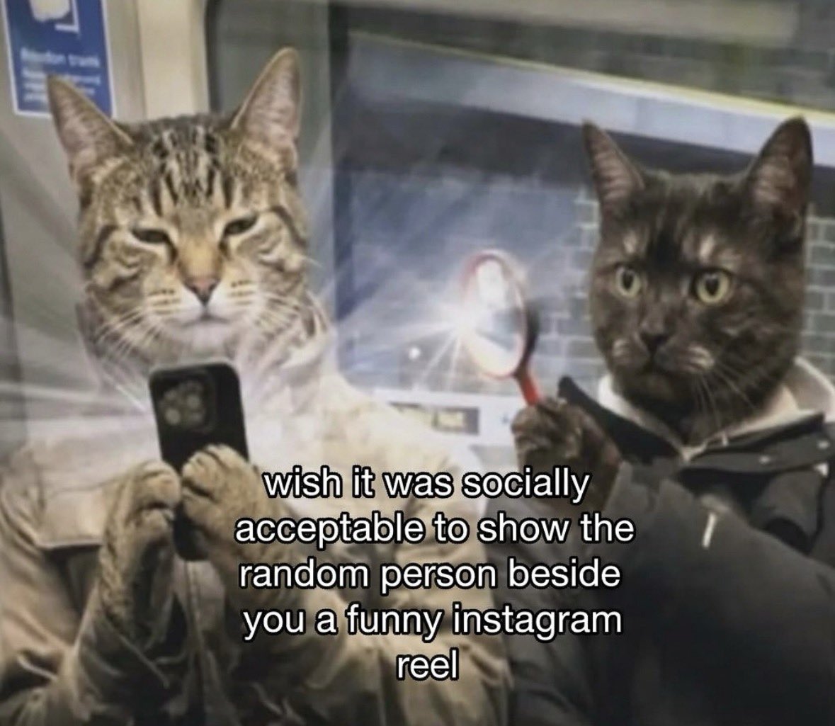 LiterallyMeCats tweet media