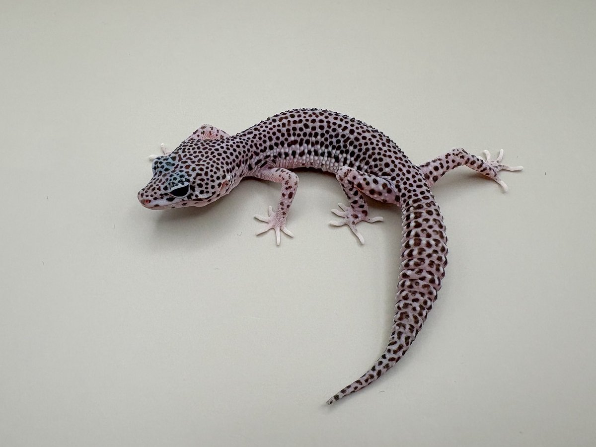 Blizzard Gecko🦎 tweet media
