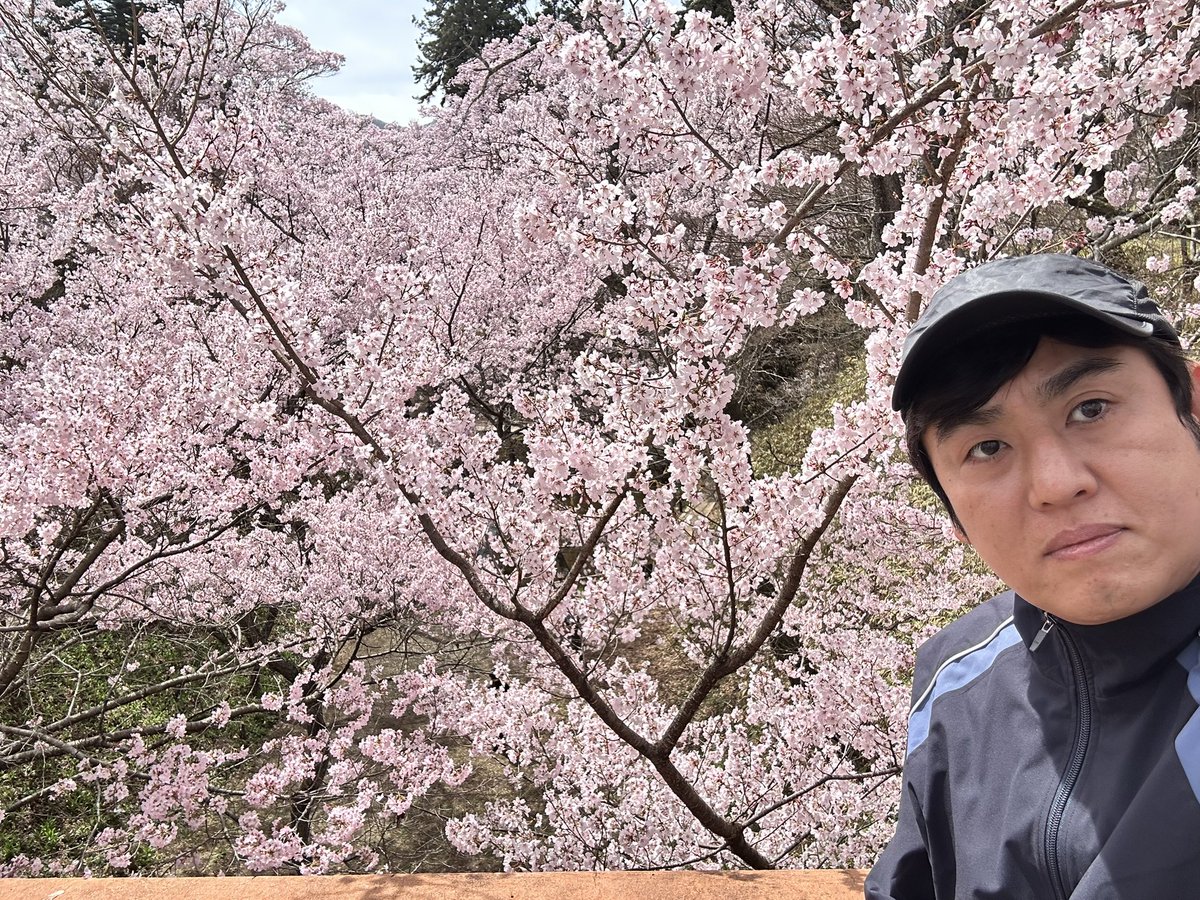 yamamotoperoshi's tweet photo. 高遠城来ました！

タカトオコヒガンザクラ満開過ぎて、巨空堀も見えません！
天下第一の桜はとんでもないです。

#高遠城 https://t.co/wNKg6wWyXu