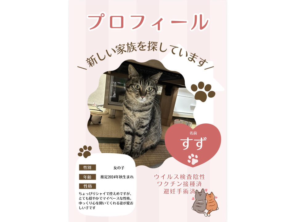 マイペースな女の子?
兵庫県 ♀ 生後1才6ヶ月 の"すず"ちゃんです。
 #猫の里親募集 #兵庫県
詳細：neko-jirushi.com/foster/234715/
写真：
