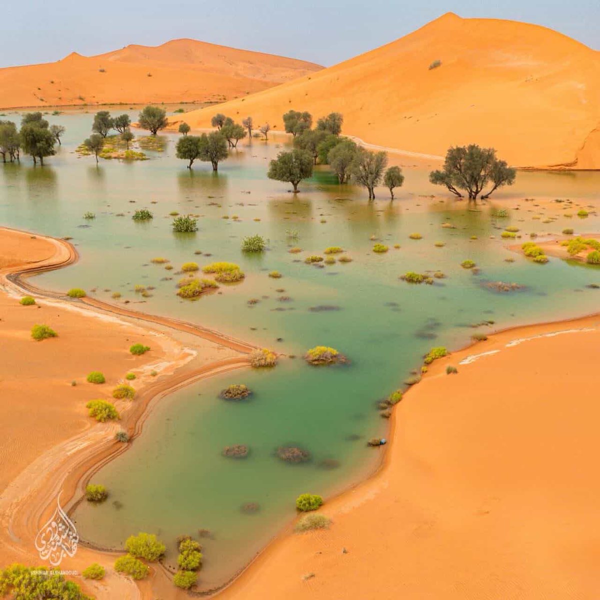 د.طالب الهطَّالي tweet media