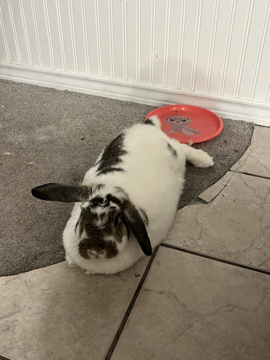 L.Y.K.A.I.O.S💿🐇VTuber tweet media