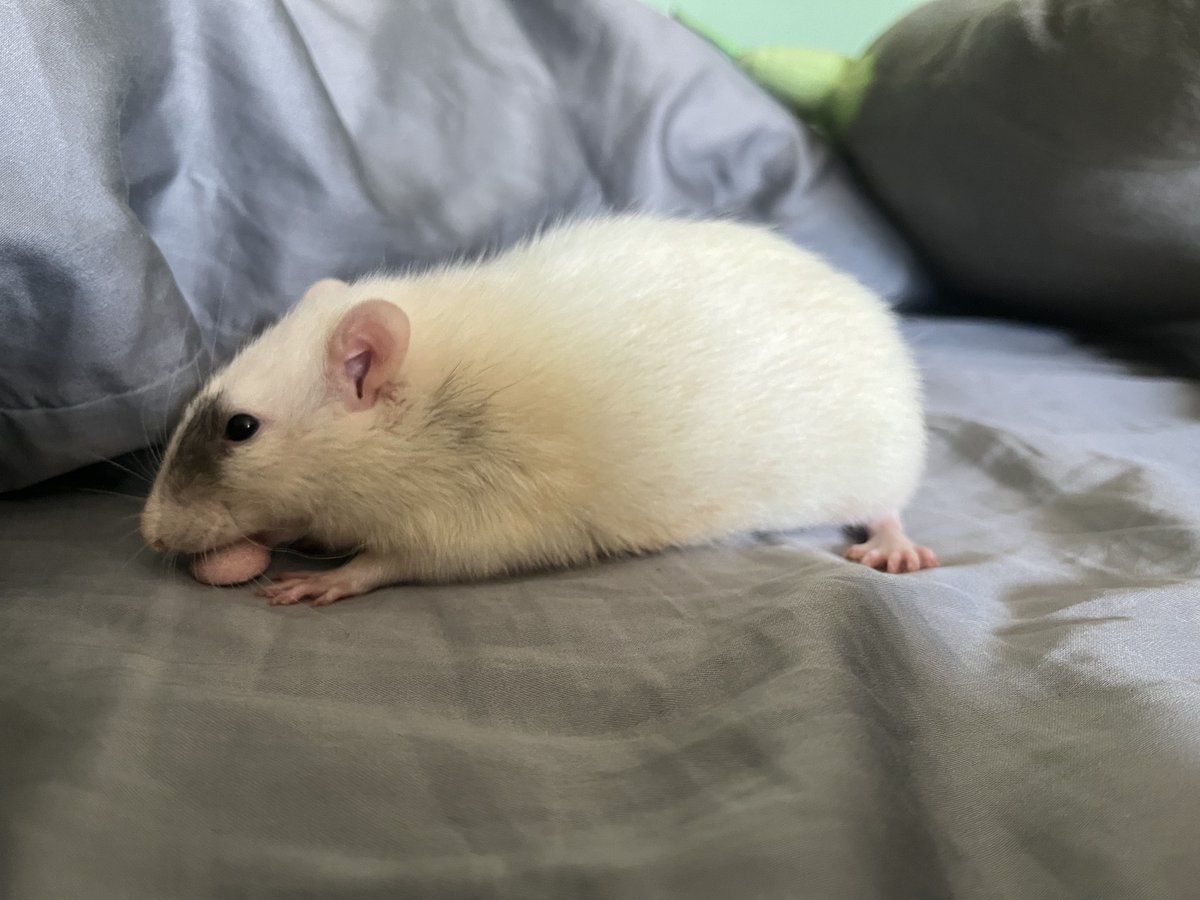 L.Y.K.A.I.O.S💿🐇VTuber tweet media