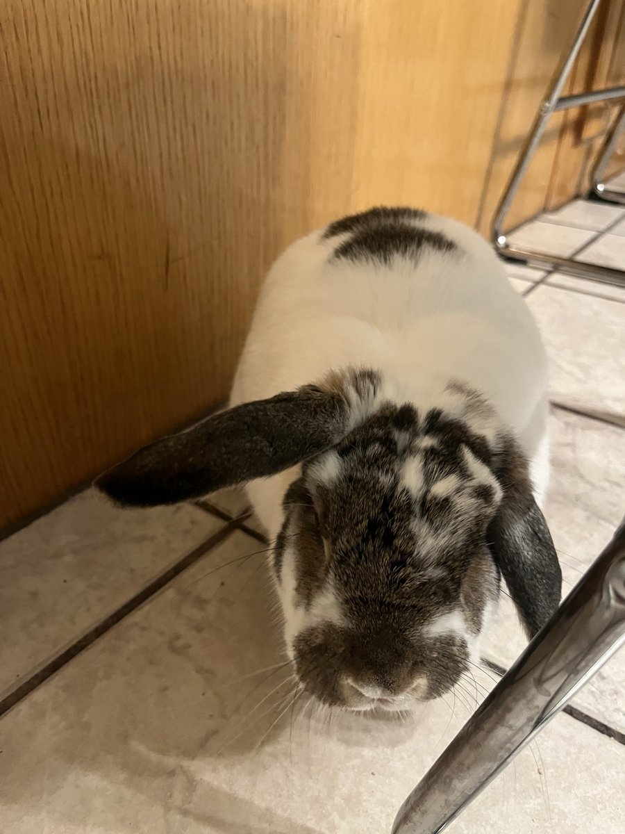 L.Y.K.A.I.O.S💿🐇VTuber tweet media