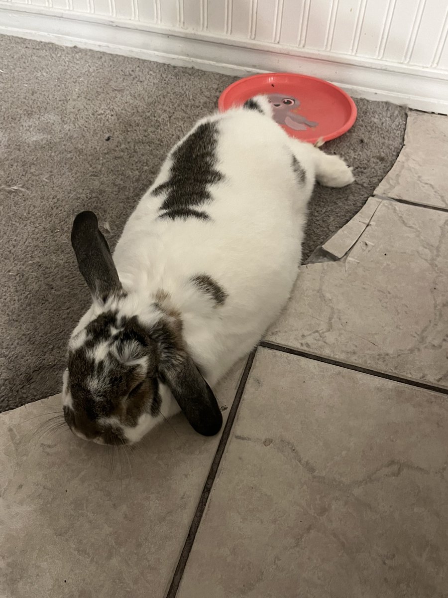 L.Y.K.A.I.O.S💿🐇VTuber tweet media