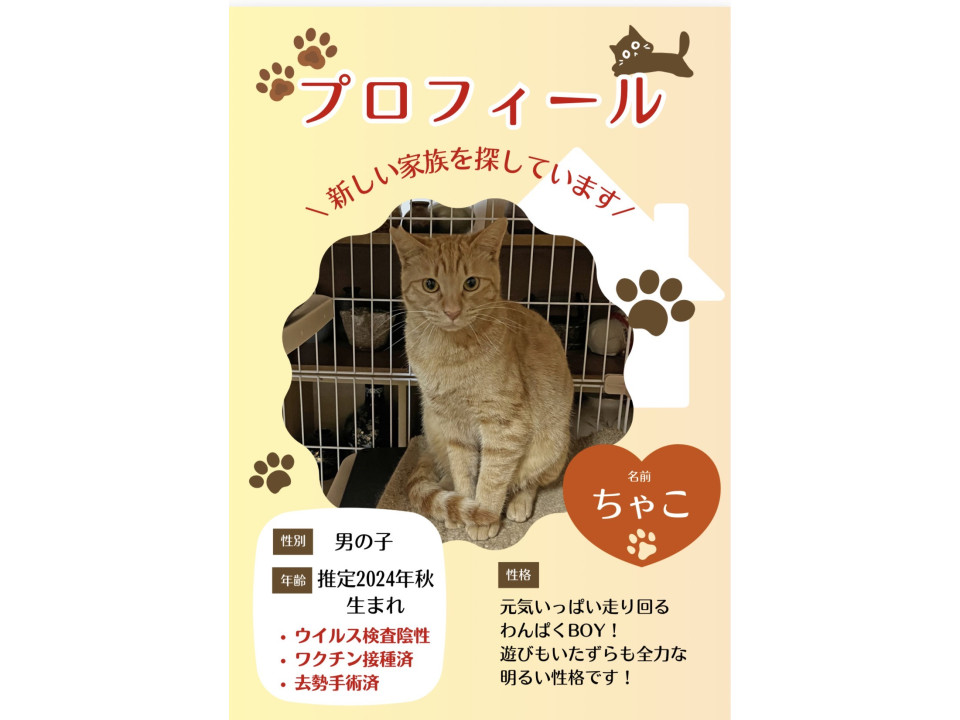 全力Boy
兵庫県 ♂ 生後1才6ヶ月 の"ちゃこ"ちゃんです。
 #猫の里親募集 #兵庫県
詳細：neko-jirushi.com/foster/234716/
写真：