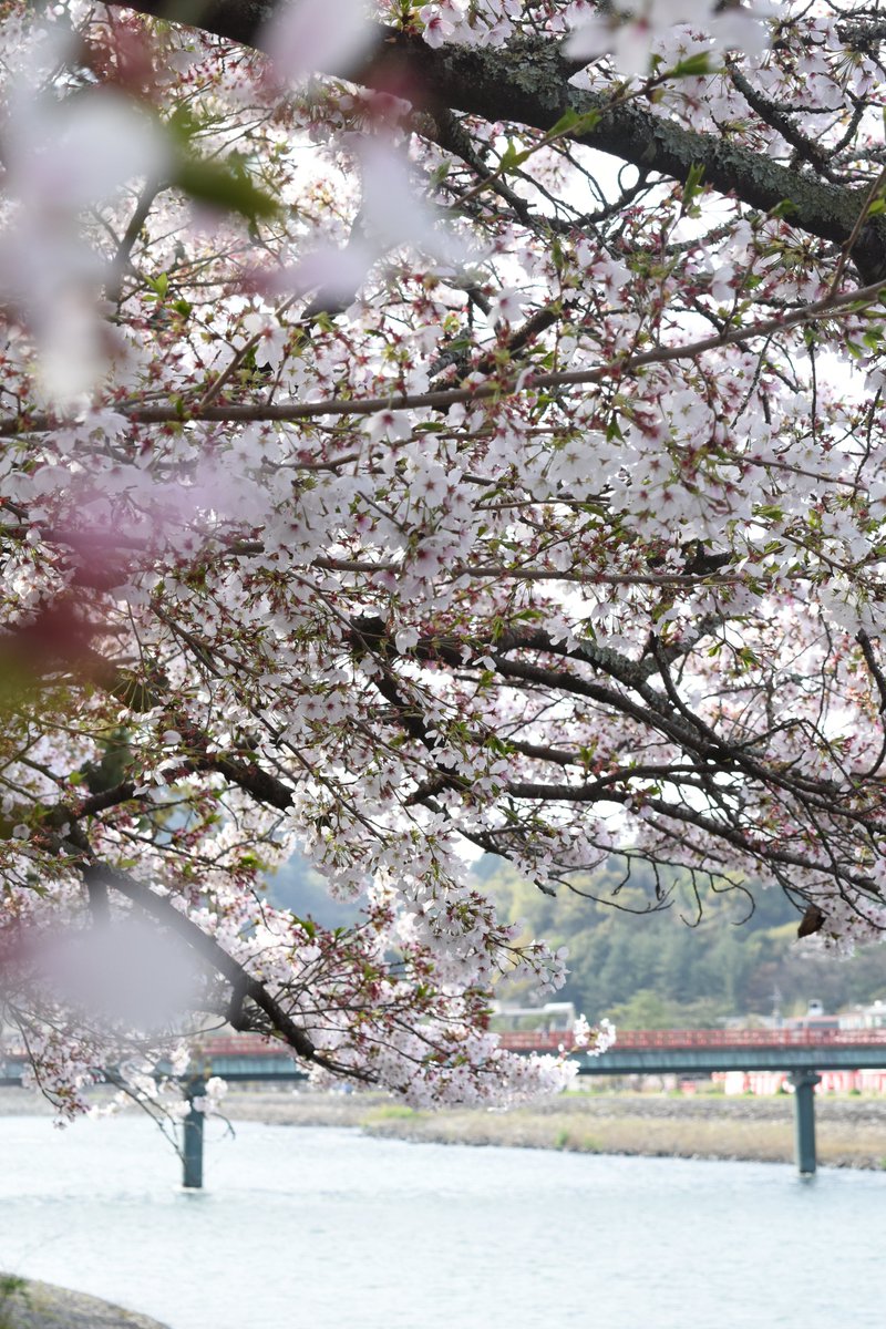 宇治市観光協会 tweet media