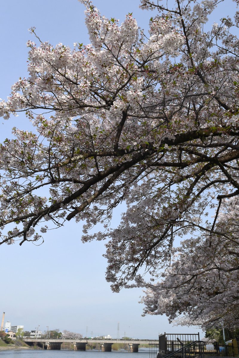 宇治市観光協会 tweet media