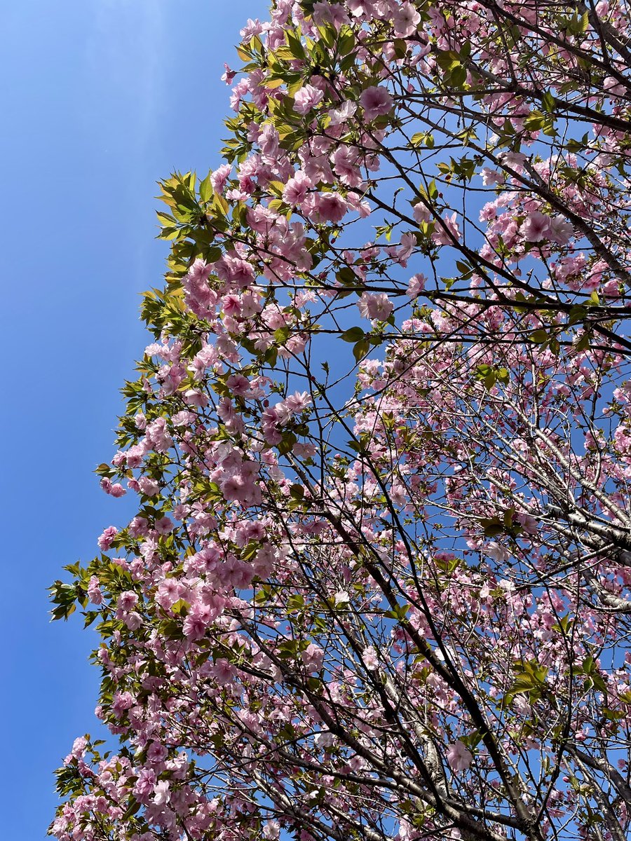 ariesoon tweet media