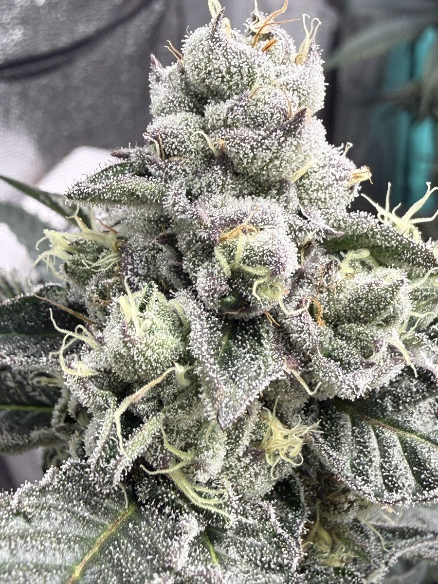 PinksFarm's tweet photo. i see people post the most mediocre flower on x/twitter. how can i reach more ppl on here? https://t.co/r8kegGYFyP