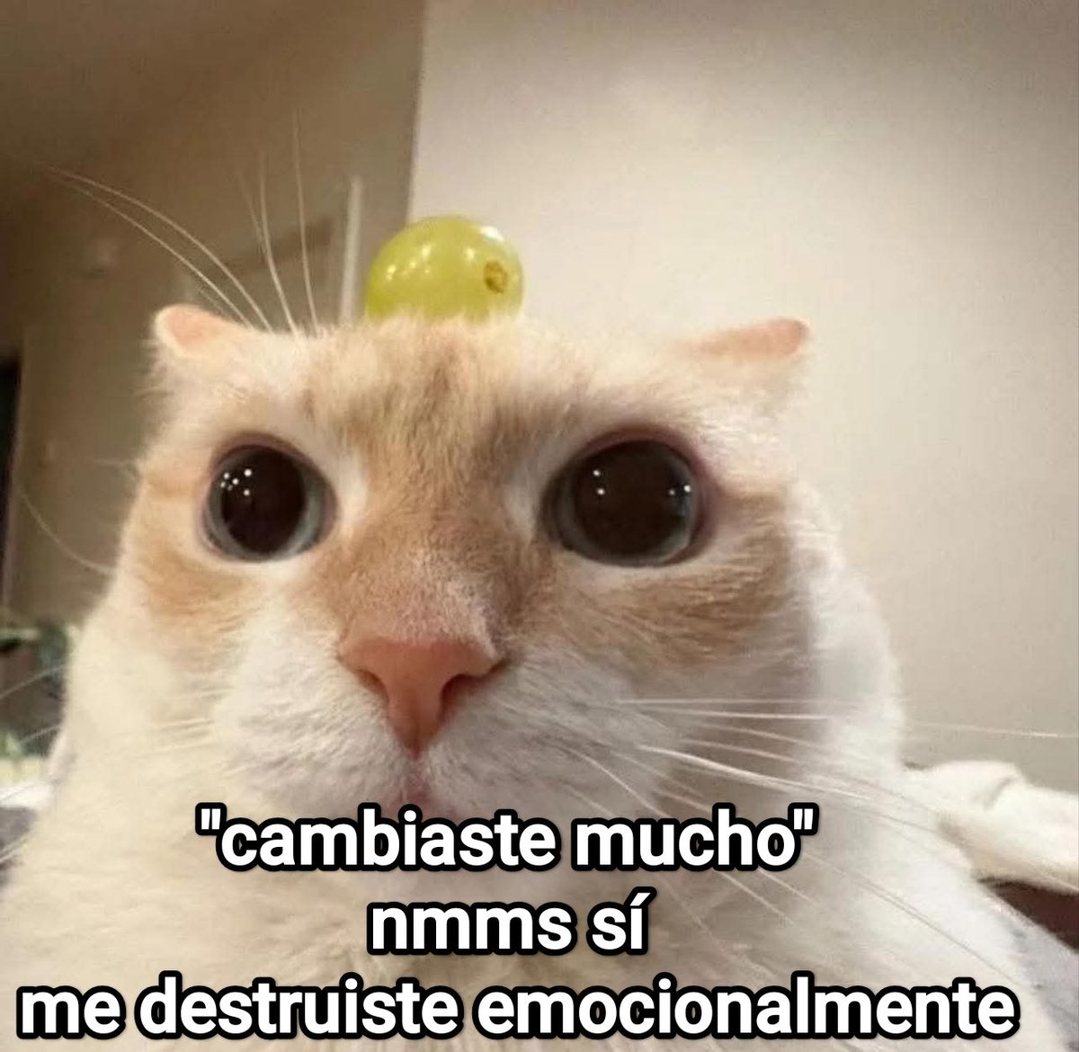 Cap Briagowsky tweet media