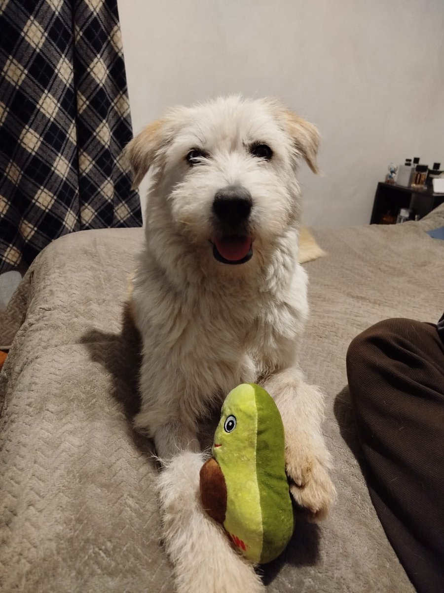 𝙷𝚎𝚕𝚊 𝙼𝚘𝚛𝚎 🐶 tweet media