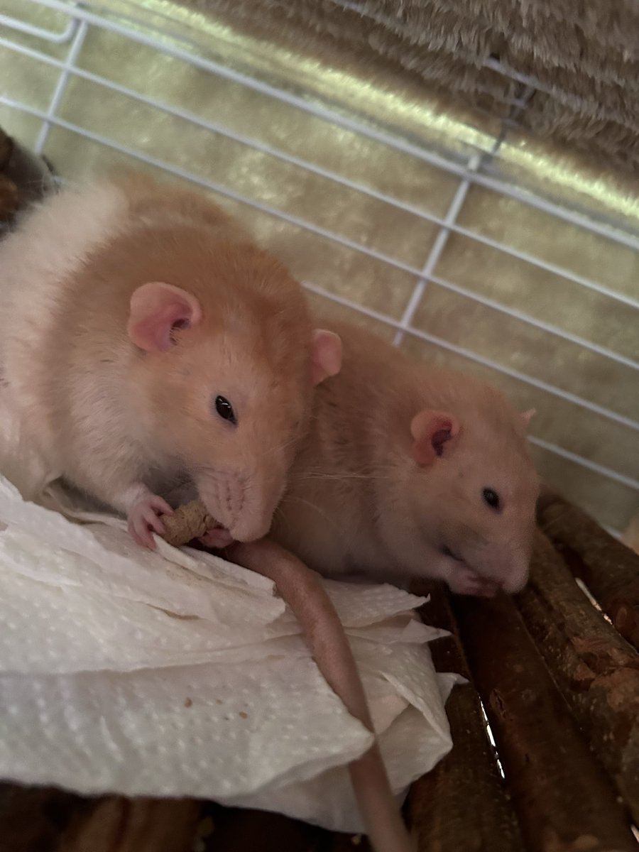 ねずみ食べ食べ倶楽部 tweet media