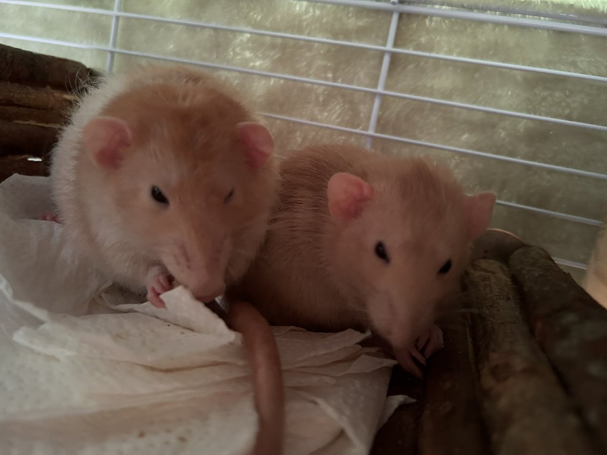 ねずみ食べ食べ倶楽部 tweet media