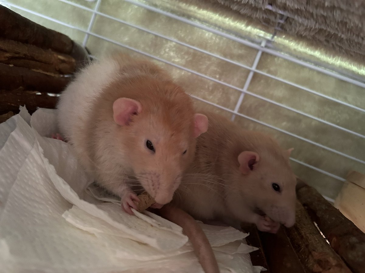 ねずみ食べ食べ倶楽部 tweet media