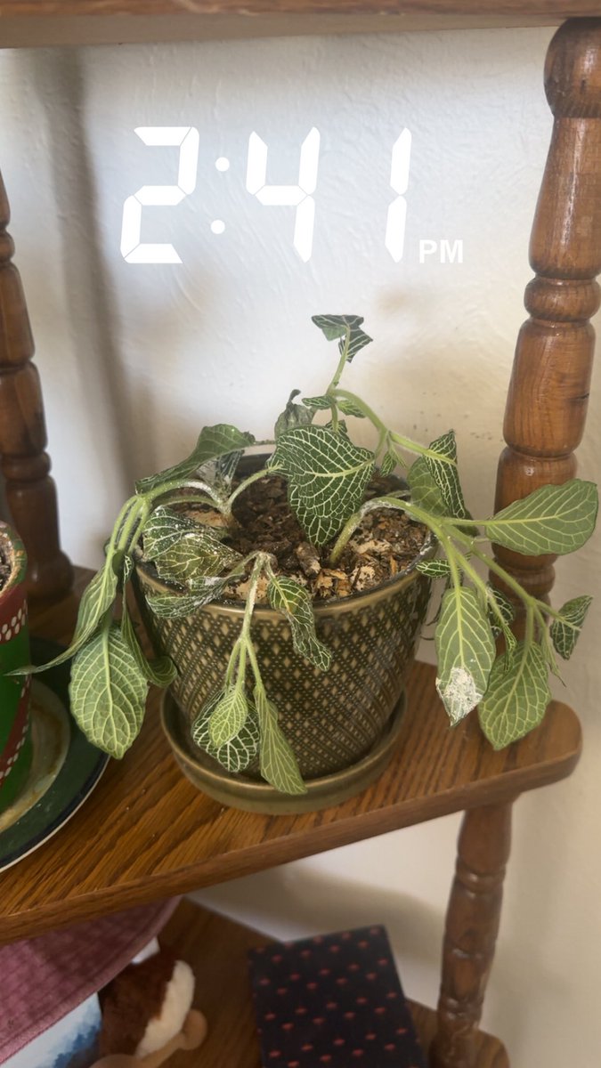 ➰©️ tweet media