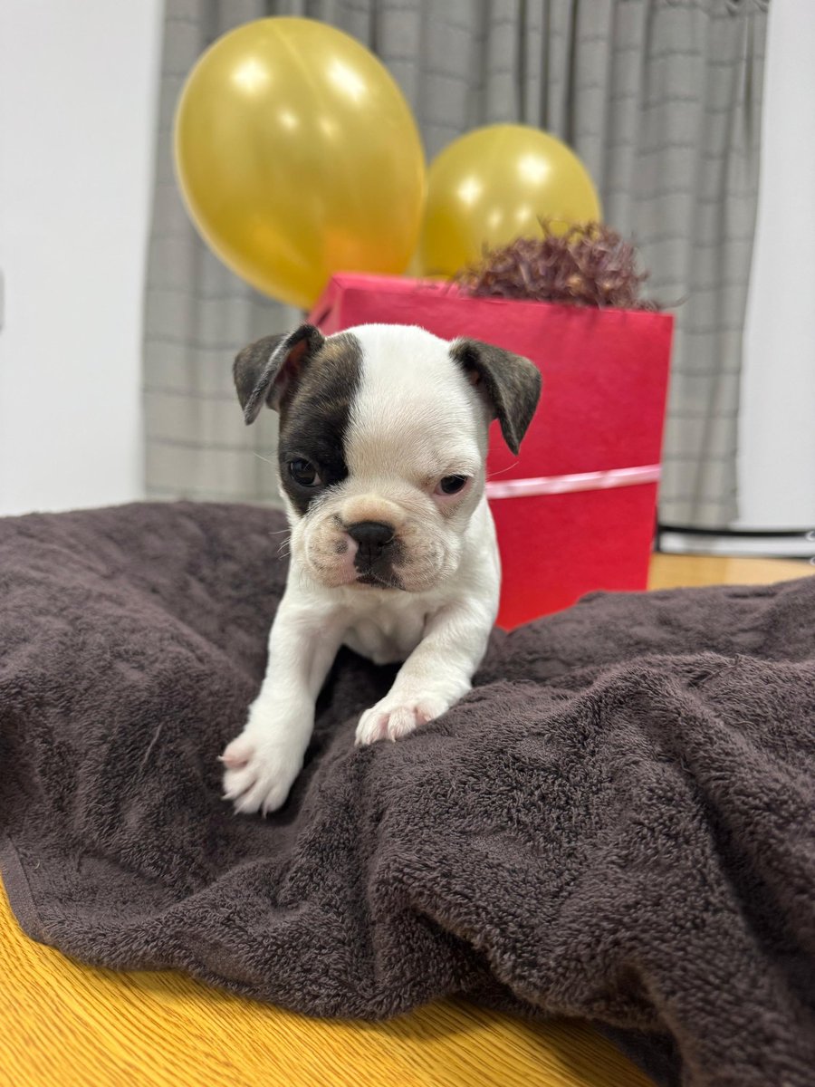 NicolasRosas9's tweet photo. La nueva adquisición 😍🥰❤️ ALMA https://t.co/g1hFQ4L1yr