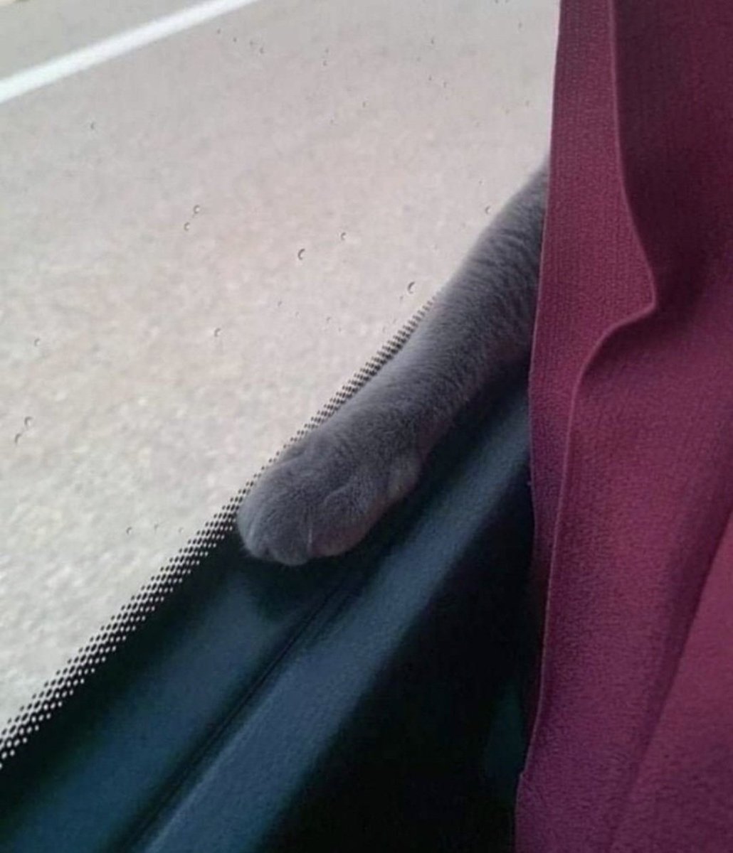 E-CATSSSSS อีแคท อีแมว ชาญสมร tweet media