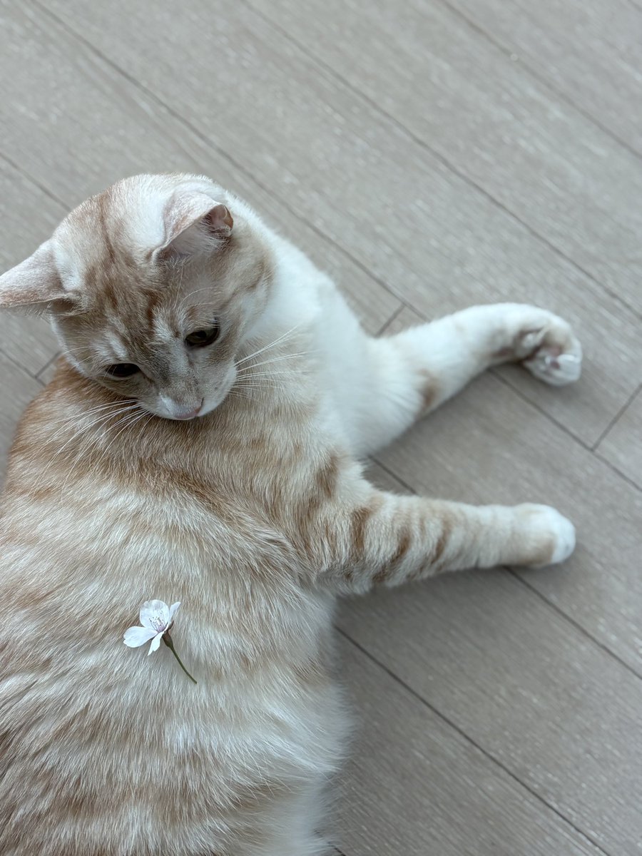 벚꽃 체험학습🌸 (꽃잎 뜯어먹힌거 아닙니다)