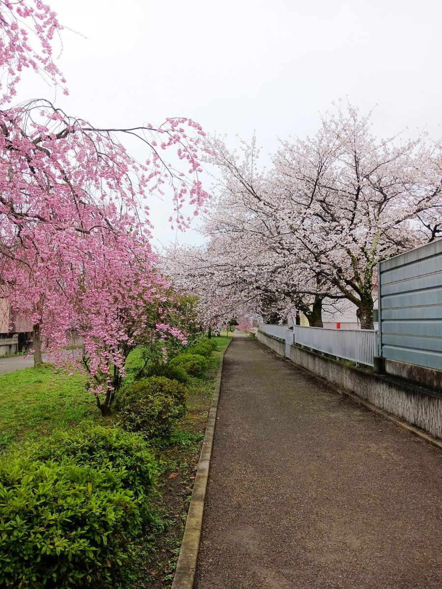 ほまれ酒造 tweet media