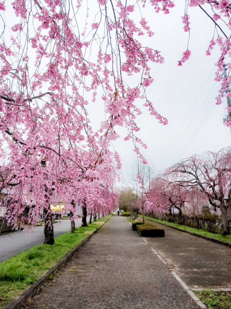 ほまれ酒造 tweet media