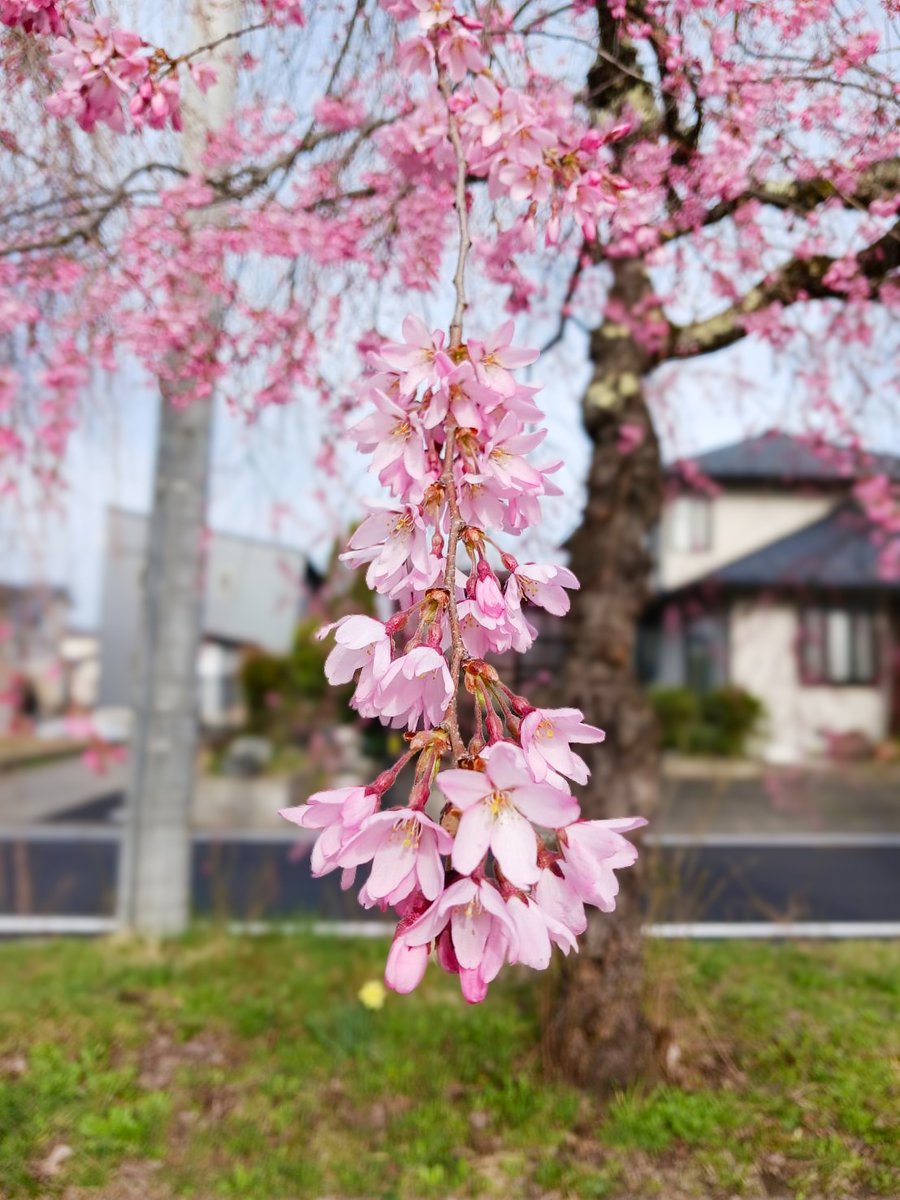 ほまれ酒造 tweet media