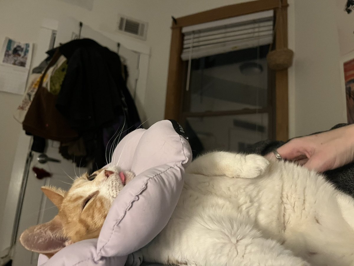 everything is wrong with her and she’s the best cat ever