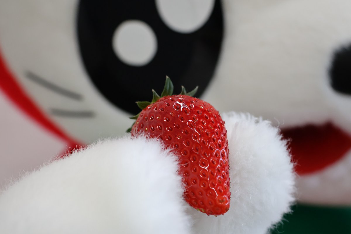 海老名市えび~にゃ🍓【公式】 tweet media