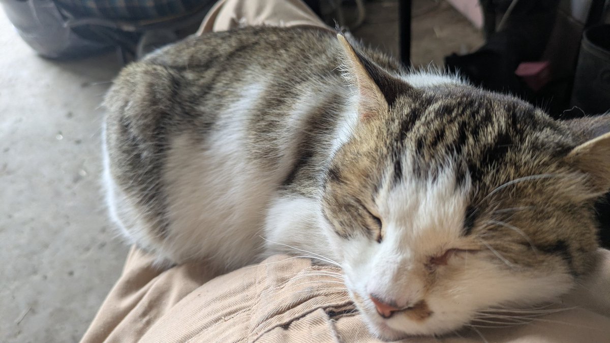 たかし@支部長 tweet media