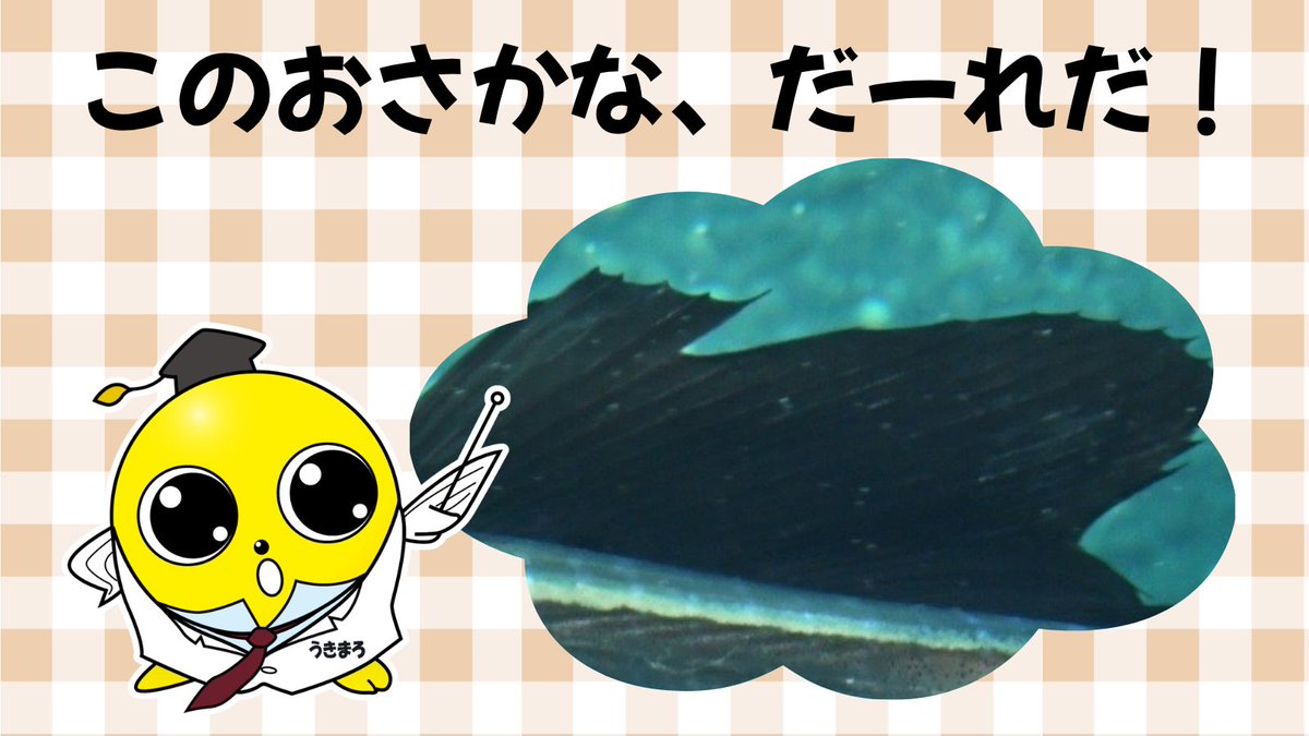 うきまろ tweet media