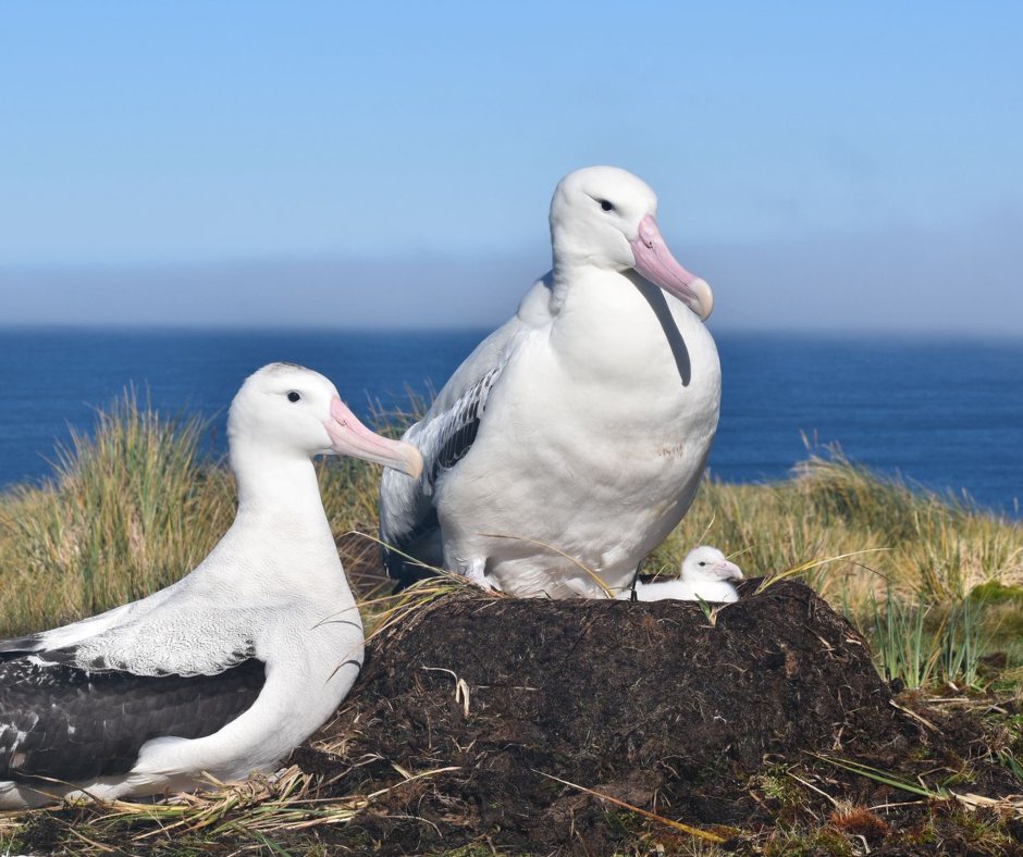 albatross_story's tweet photo. ワタリアホウドリさんご夫婦とひなちゃん✨

今シーズンの主人公とは別のご家族ですが、素敵な写真なのでご紹介します。家族揃って同じ方向を見ていますね。目線の先には何があるのかな？

どの家族もひなちゃんが無事に育って、さらに次の世代へと命が繋がっていきますように🙏

📷 Jess Callaghan https://t.co/GgMQz9YwvS