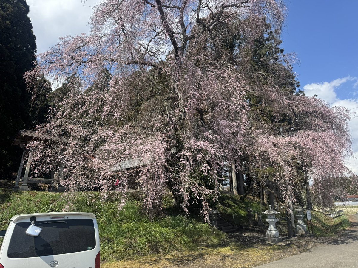 papimami_ahaha's tweet photo. 🌸🍲️桜の木のもとですすっちゃおう!🍜((づ￣³￣)づ)🌈🌞 カップらーめんが超うまいよ~💗
年に1度の贅沢 https://t.co/6Mhv9damKF