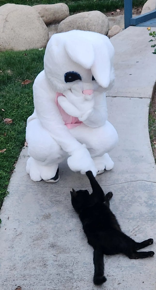 This year's been a tough one, but traditions remain alive.
#easter #egghunt #cat