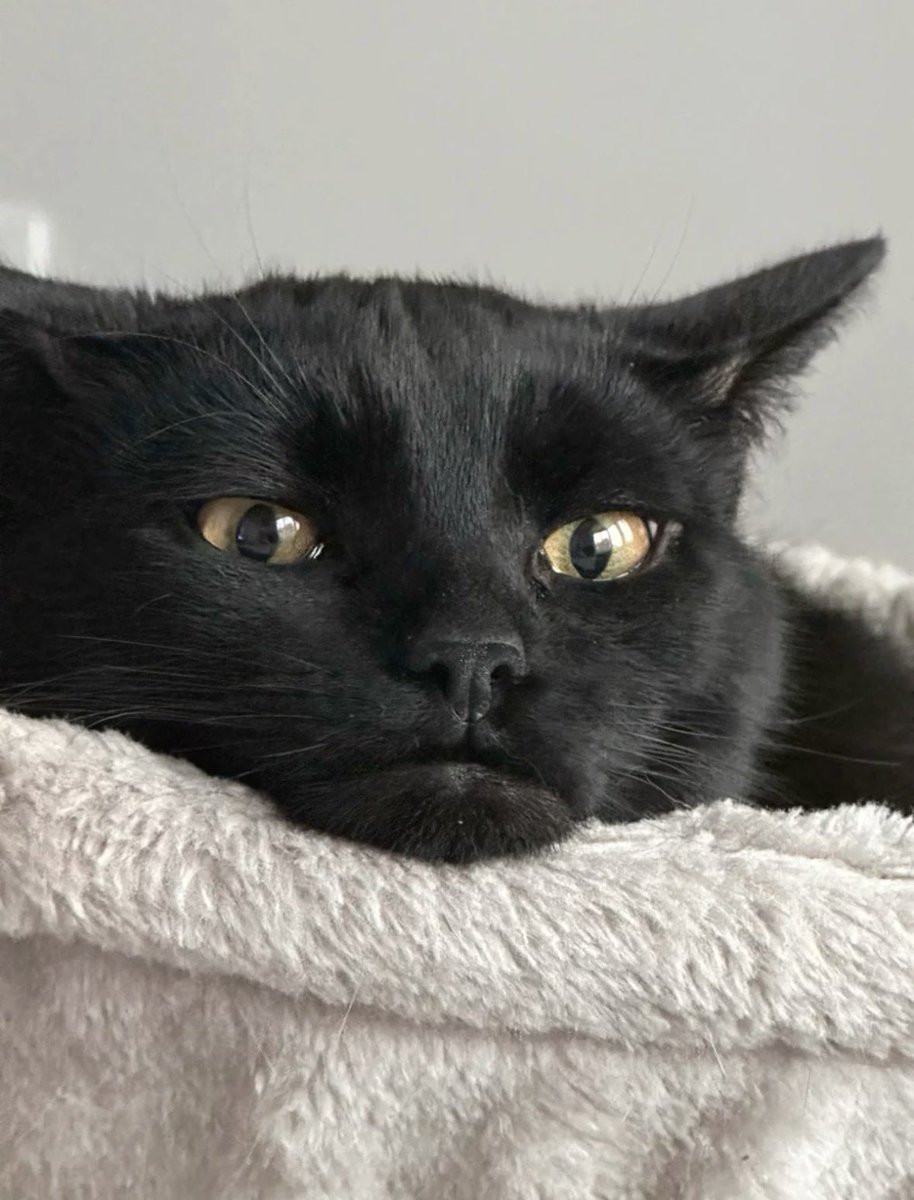 Black cats are not bad luck tweet media