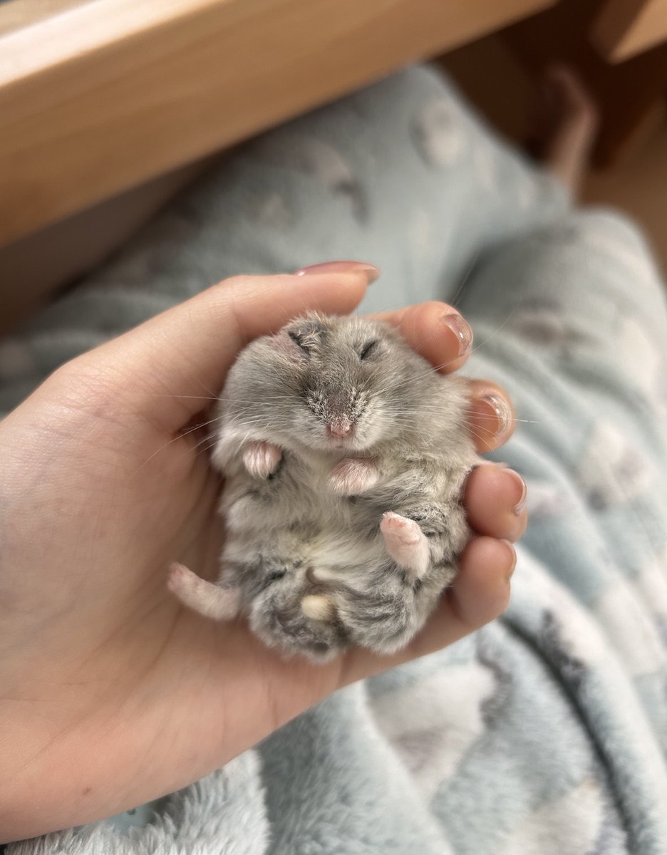 けだまの うんち丸 tweet media