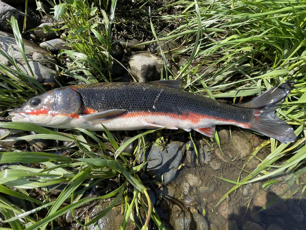 おーちゃん tweet media