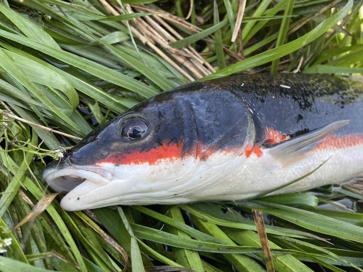 おーちゃん tweet media