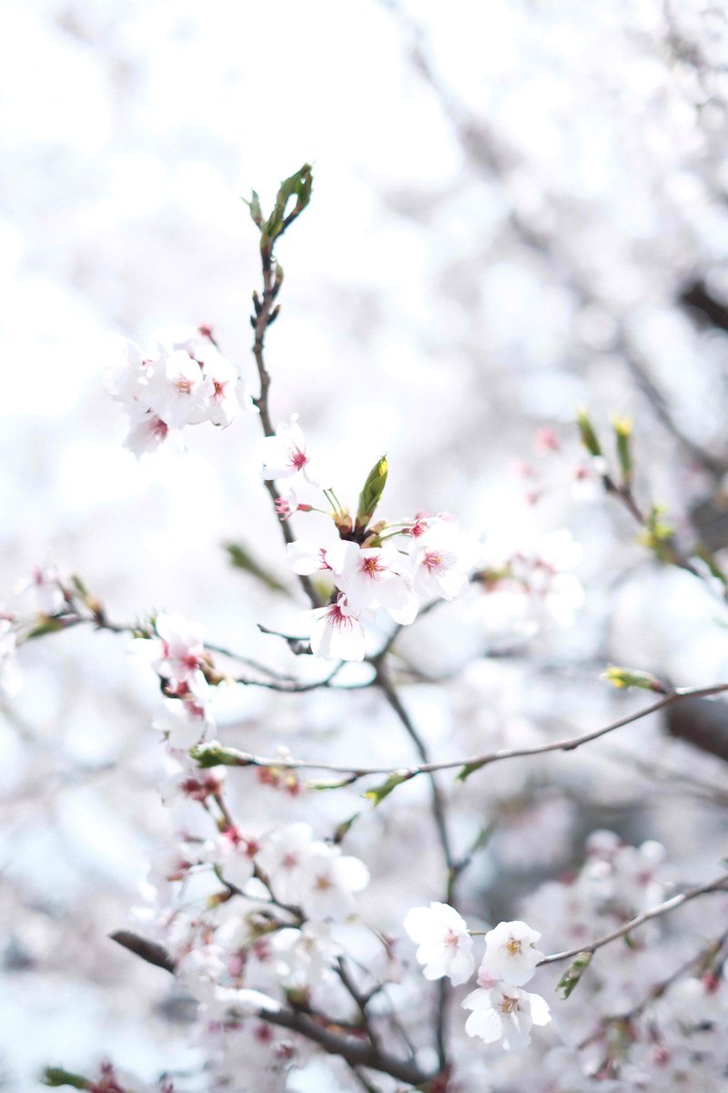 米本もみじ🍁＠広報担当 tweet media