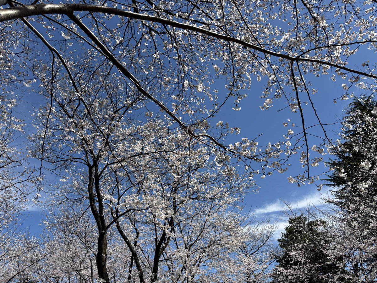 こんにちは😃🐈

お花見🌸開始で御座います❣️

＃高田城址公園
＃観桜会