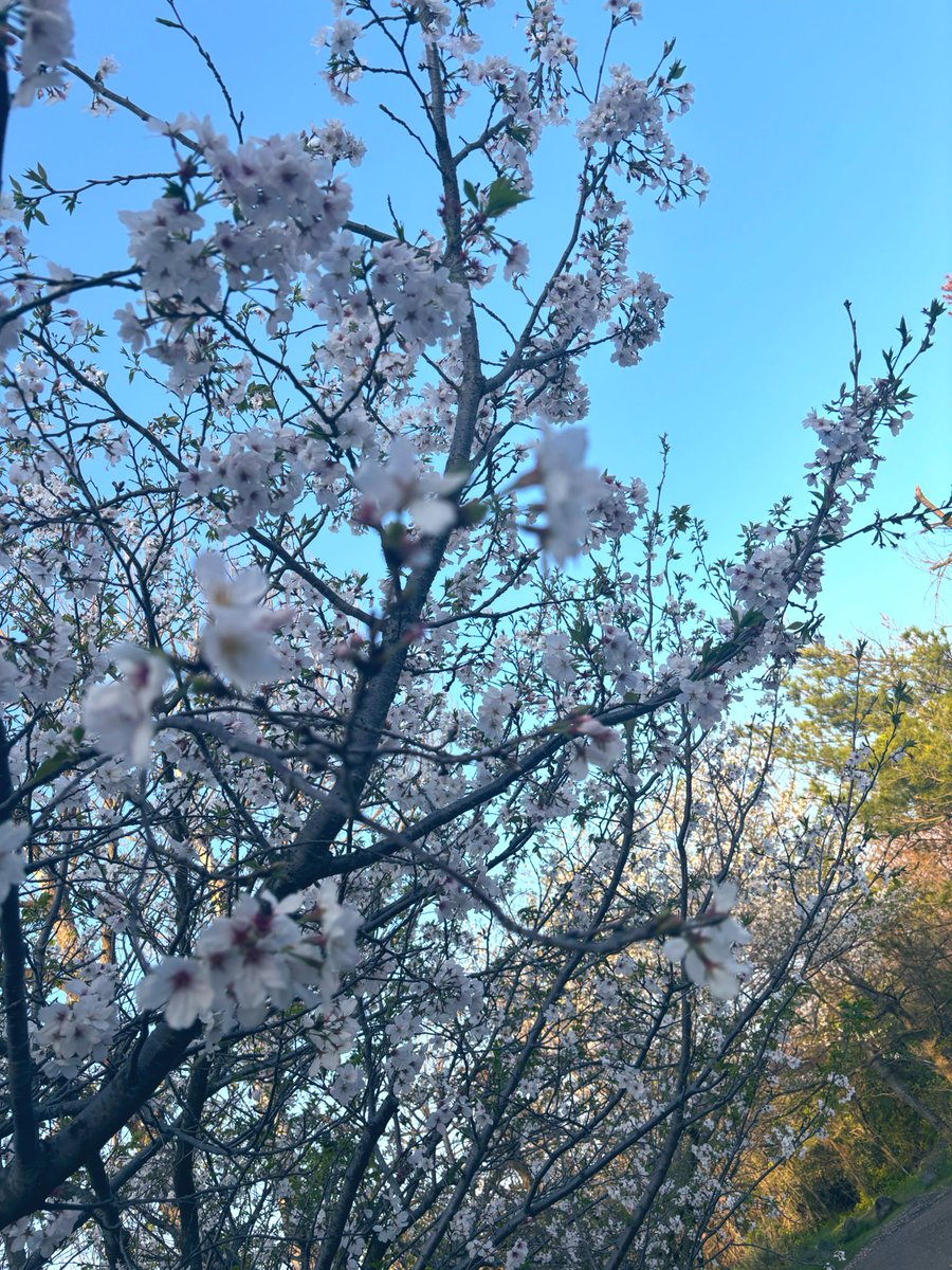 アサヒキャナコ@バックドロップシンデレラ tweet media