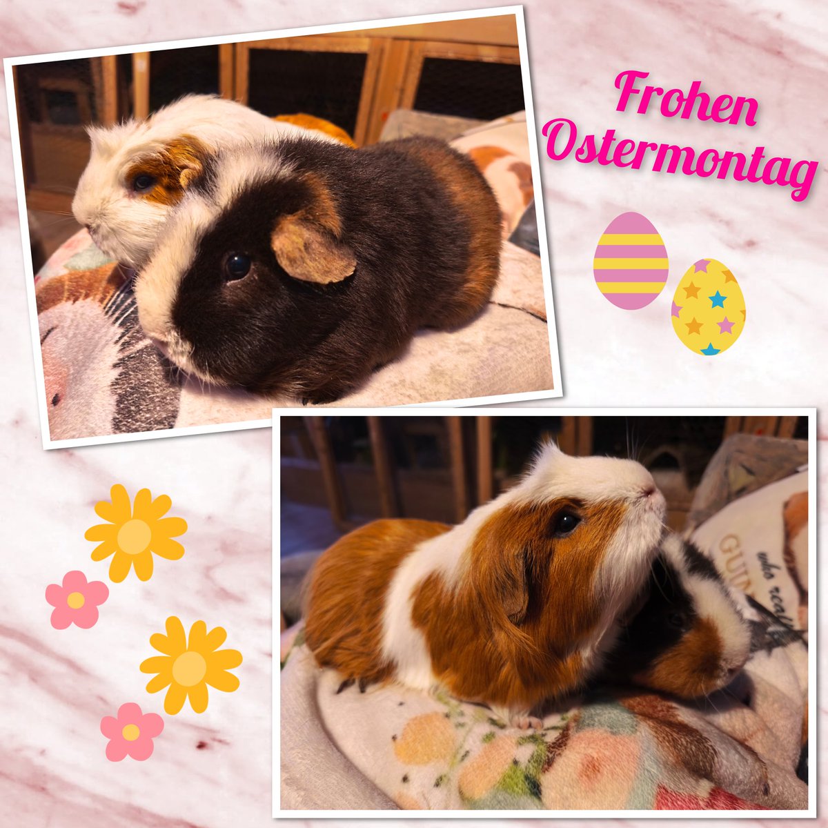 MeerifiziertXVI tweet media