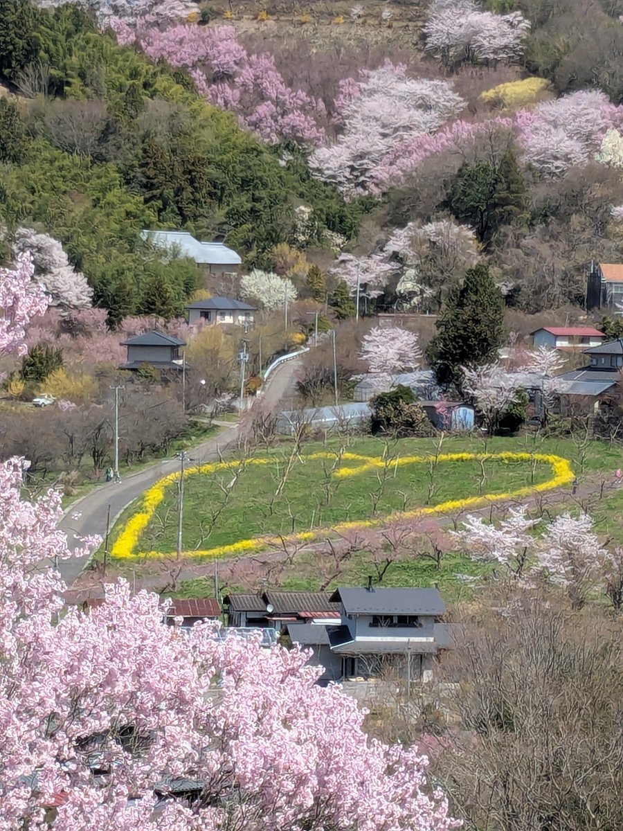 tengu1374's tweet photo. 福島の花見山に行ってきました😊
前日は雨が降ってたみたいだけど
晴れてよかった
登っていくと菜の花のハートも
見れました🤭
花見山に関わっている人たちに感謝ですね😄

#福島　#花見山　#桜　#花見 https://t.co/aMnOzr6sYX