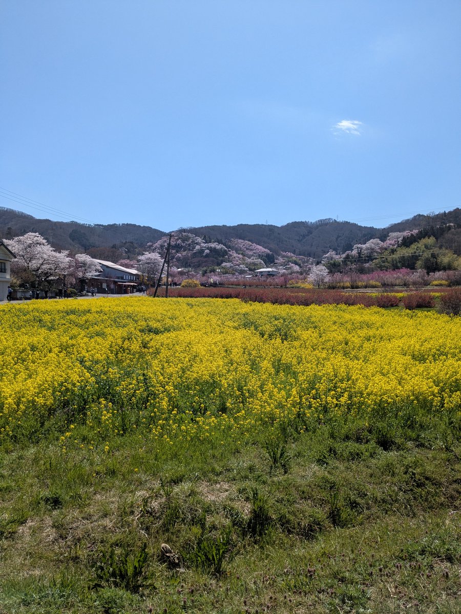 tengu1374's tweet photo. 福島の花見山に行ってきました😊
前日は雨が降ってたみたいだけど
晴れてよかった
登っていくと菜の花のハートも
見れました🤭
花見山に関わっている人たちに感謝ですね😄

#福島　#花見山　#桜　#花見 https://t.co/aMnOzr6sYX